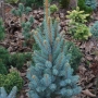 Eglė dygioji (Picea pungens) 'Blue Totem'